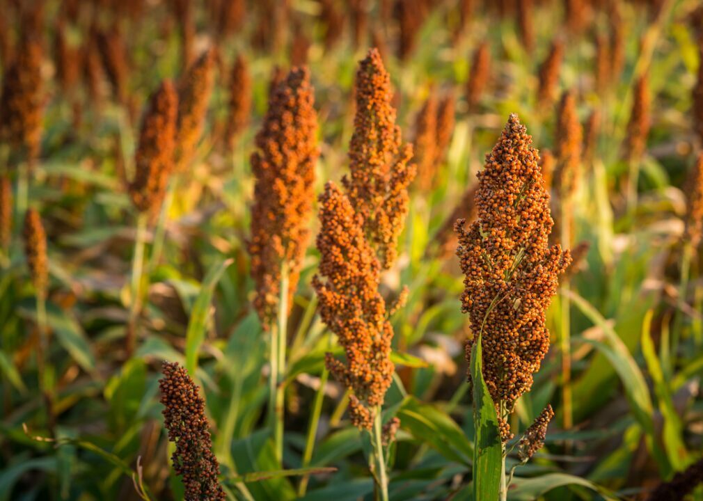 #9. Sorghum